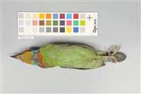 五色鳥藏品圖，第14張